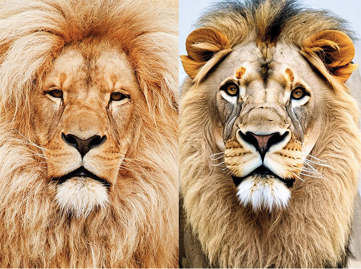 Zwei Löwen nebeneinander, der rechte wirkt etwas weichgezeichnet