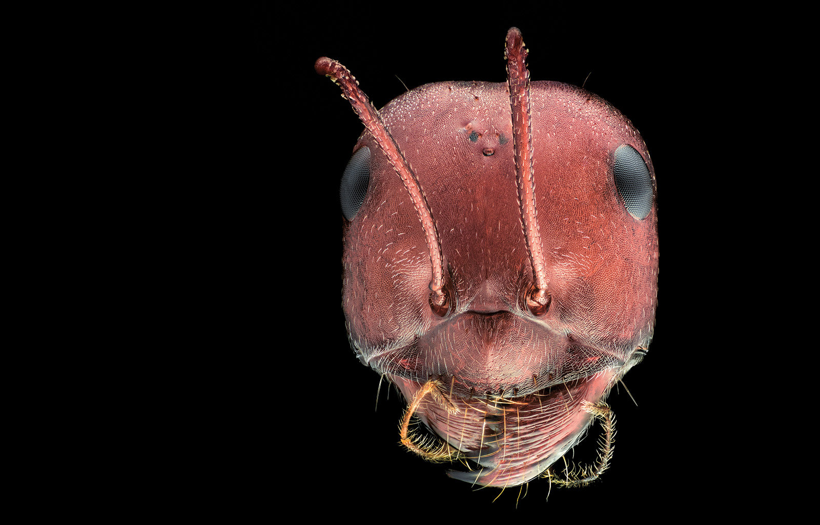 Das Bild zeigt einen Ameisenkopf in einer sehr großen Nahaufnahme