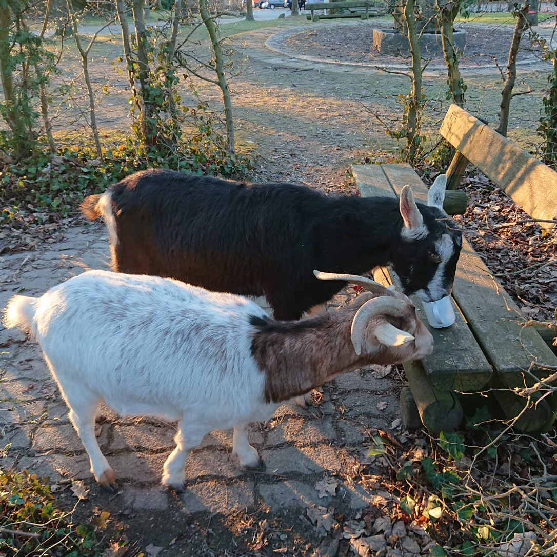 Zwei Ziegen an einer Parkbank, eine von ihnen hat ihre Schnauze in einer Kaffeetasse.